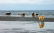 Kellyhide Hounds, Seaside