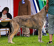 Ambrosius, July 2006, Winning his Swedish Championship