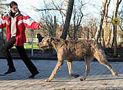 Ambrosius, January 2007