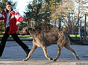 Ambrosius, January 2007