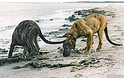 Pups at the Beach