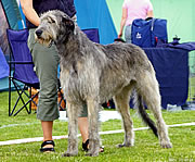 Quartet, June 2006, winning her Norwegian Championship