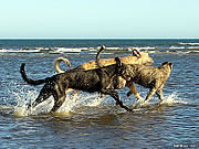 At the beach, February 2007