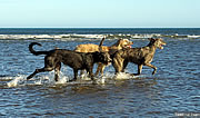 Hounds in the Water