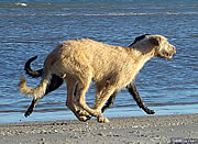 Running at the Beach