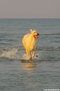 Buffy at the beach