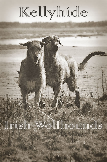 Kellyhide Irish Wolfhounds