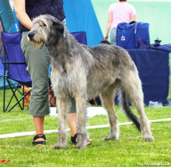 Kellyhide Irish Wolfhounds :: Latest News from Kellyhide